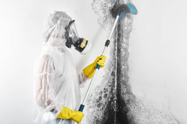 Best Mold-Related Health Consultation  in Lake St Croix Beach, MN