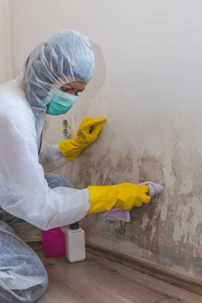 Best Attic Mold Removal  in Lake St Croix Beach, MN